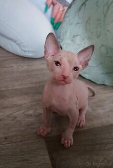 Rezervace koťata Don sphynx bez PP
