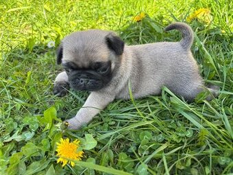 Mops