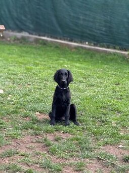 FLAT coated retriever FENKA s PP