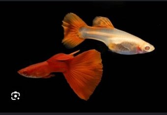 Paví očka - guppy - 1