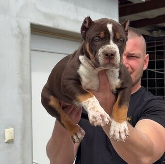 American bully xl, pitbull xxl merle tricolor k odberu