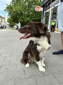 Bordelkolie