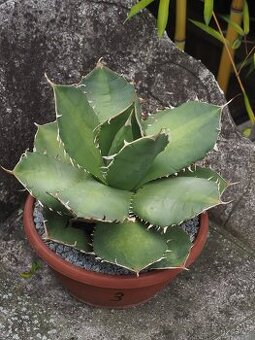 Agave