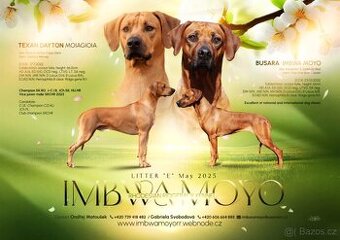 Přijímáme rezervace na štěňátka Rhodéský ridgeback s PP - 1