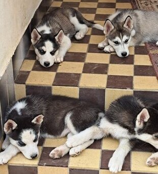 Husky. Hasky ..haski.hasky