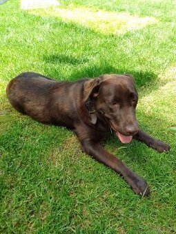 Labrador fena