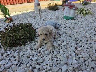 Maltipoo