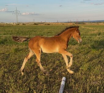 Hřebeček Welsh cob