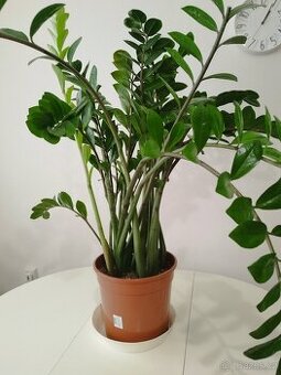 Zamioculcas výška rostliny bez květináče: 100 cm