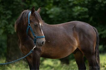 Stáj Zámek Ellischau - hřebec WPBr nar.2024