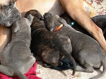 Cane Corso bez PP