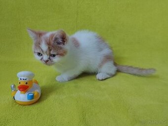 Exotická britská koťata