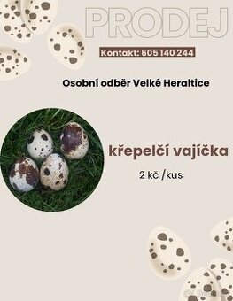 PRODEJ KŘEPELČÍCH VAJÍČEK