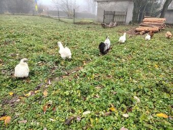 Hedvabnicky zdrobnělé