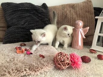 Britská krátkosrstá Koťátka po rodičích s Pp