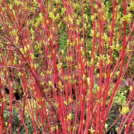 Prodám zakořeněný výhon Svídy krvavé (Cornus Sanguinea)