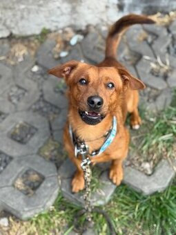 Simba - temperamentní pes, 2 roky, x jezevčík