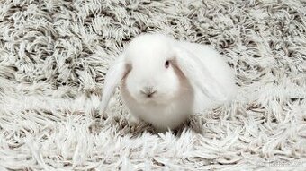 Zakrslý beránek, králíček, králík - MOLLY