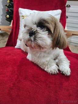 Shih Tzu