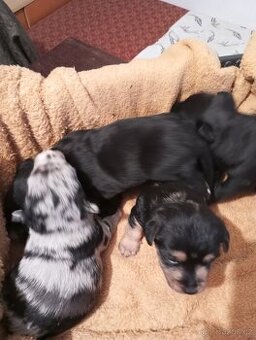 Štěňata kříženců