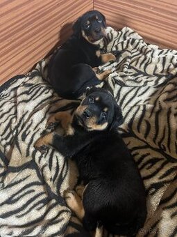 Rotvajleří miminka k odběru ihned – nádherný pes i fenka