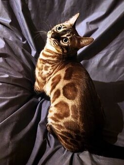 Bengálská kočka s PP