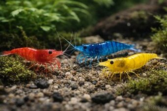 Sparťanské krevetky - 1