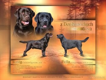 Labrador štěňátka s PP