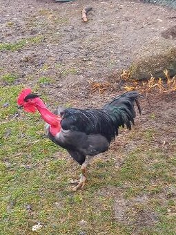 Holokrčka černá velká - kohouti