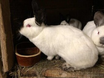 kalifornský králík