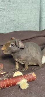 Skinny morče.morčata