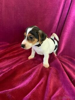 Prodám štěňátka Jack Russell teriér