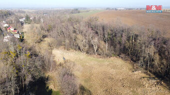 Prodej lesa, 4916 m², Neplachovice