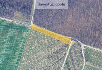 Prodej vinice v k.ú. Dambořice