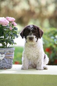 Pejsek Lagotto Romagnolo s PP - 1