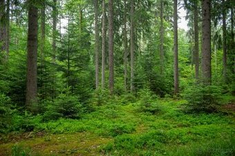 Prodej les – 5 363 m², Střední Čechy