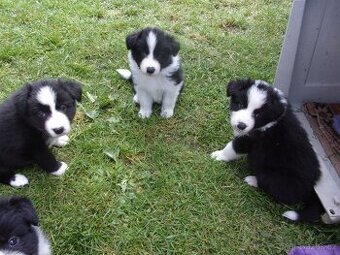 Border kolie / collie štěňata s PP (FCI)