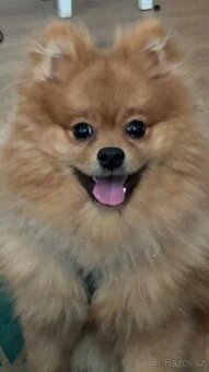 Pomeranian pes
