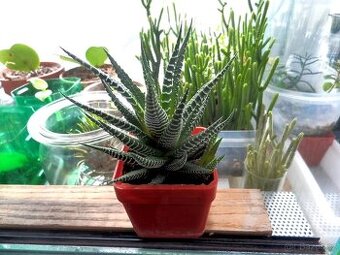 Sukulent Haworthia fasciata