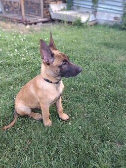 Belgický ovčák Malinois bez PP