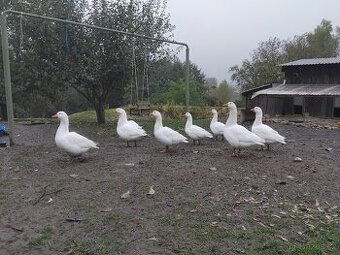 Husa česká