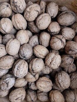 Vlašské ořechy - velké