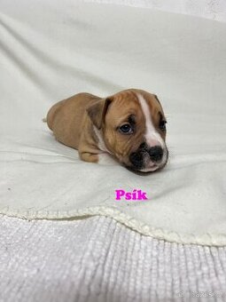 Americky Stafordšírský Terier šteniatka