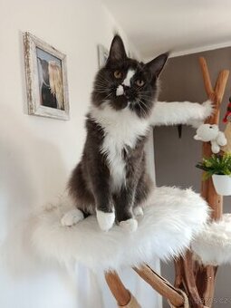 Mainská mývalí s PP