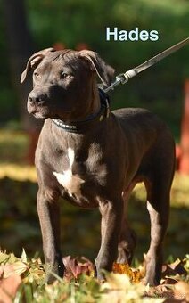 Apbt s PP