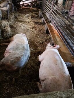 Prodám vykrmna prasata