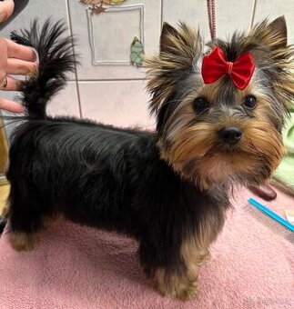 Yorkshire terrier