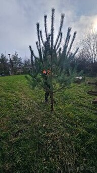 Vánoční stromek, Borovice