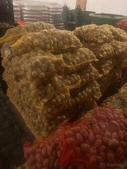 Prodám brambory na uskladnění