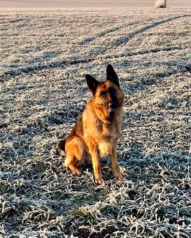 Německý ovčák - štěňata s PP